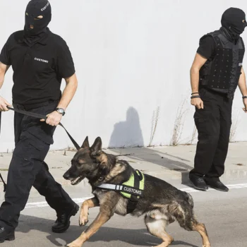 Two masked customs officers, one with a German Shepherd on a leash, patrol a city street, emphasizing security and enforcement measures.
